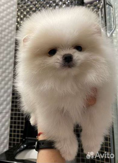 Шикарные мишки