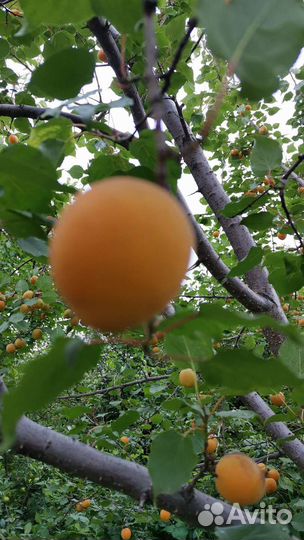 Абрикос, слива, вишня саженцы