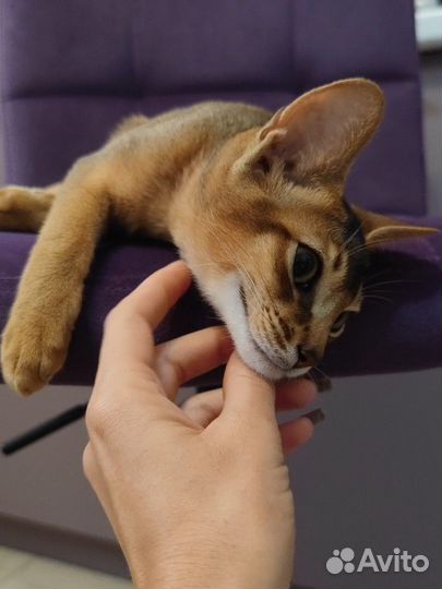 Кот вашей мечты