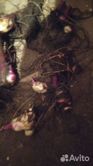 Клубни канны