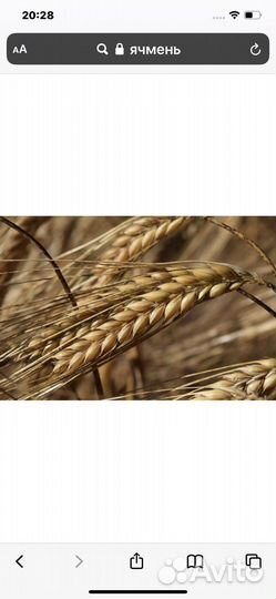 Ячмень сортированный