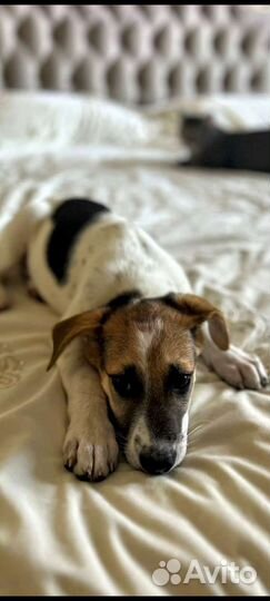 Малышечка Кира/метиска джек Рассел терьера