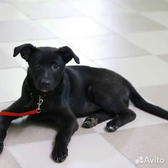 В самые ответственные руки пристраивается