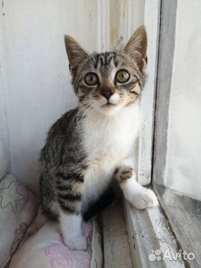 Девочка без имени