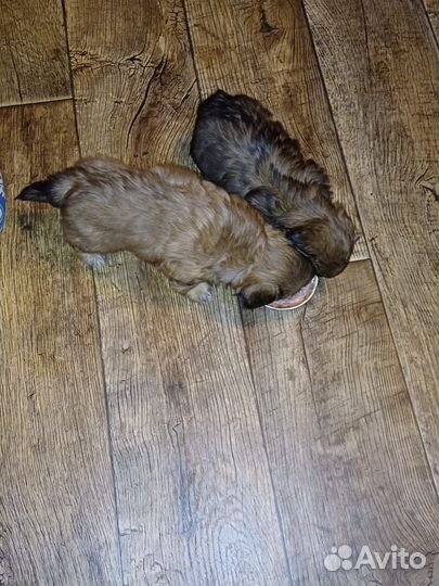 Щенки пекинес