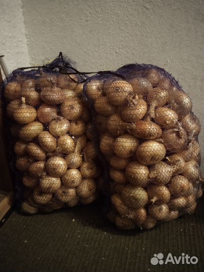 Лук репчатый