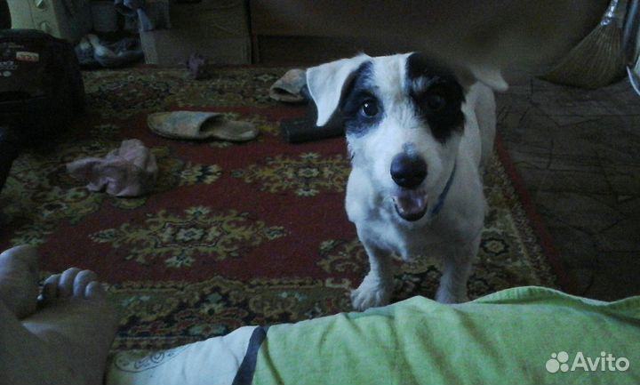 Передержка собак и грызунов,птиц на д