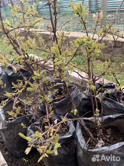 Саженцы жимолости