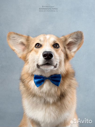 Собака для фотосессии