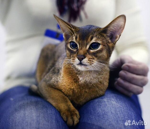 Передержка животных, зооняня