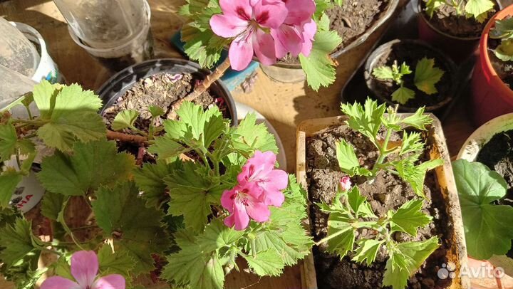 Комнатные растения