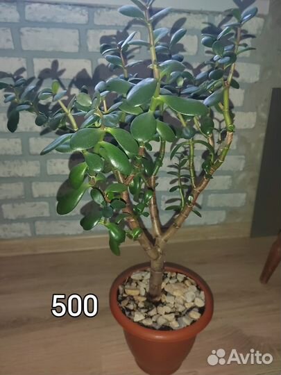 Толстянка крассула (денежное дерево)