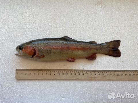 Продажа живого малька радужной форели