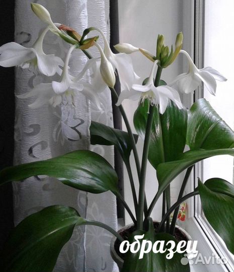 Эухарис амазонская лилия