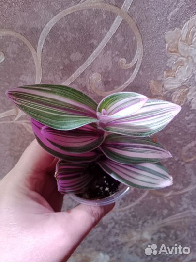 Комнатные растения. Традесканции