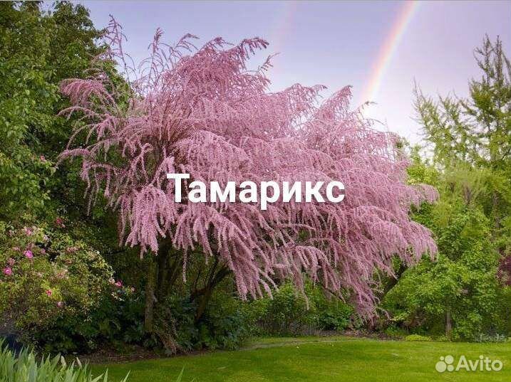Декоративные растения для сада