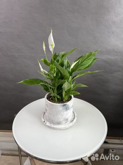 Спатифиллум