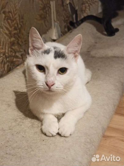 Кошечка Соня