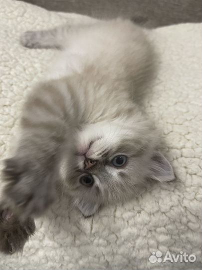 Котенок вислоухий мальчик