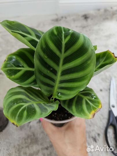 Консультация/Уход за домашними цветами