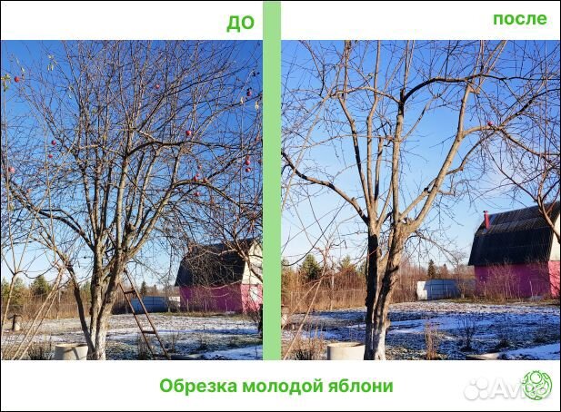 Обрезка плодовых деревьев