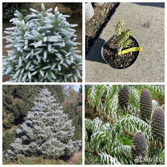 Пихта корейская Силберлок 2л