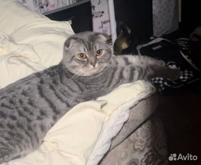 Шотландская