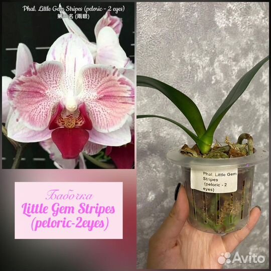 Орхидеи фаленопсис,ванды, дикие,дендробиумы и т.д