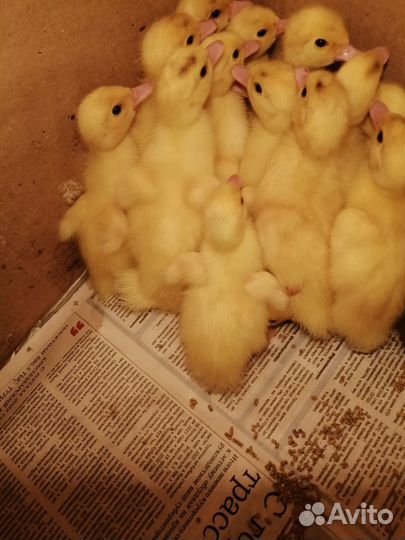 Утята мускусной утки