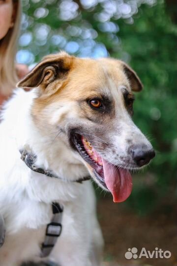 Приходи в приют за другом