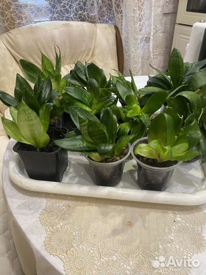 Сансевиерия щучий хвост