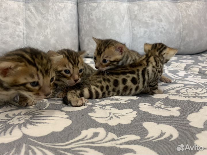 Бенгальские котята
