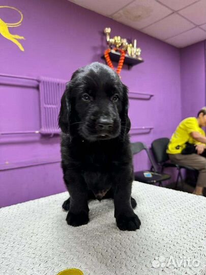 Щенки Флэта