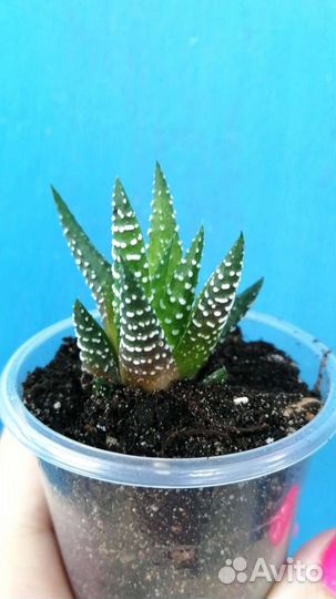 Суккуленты 444