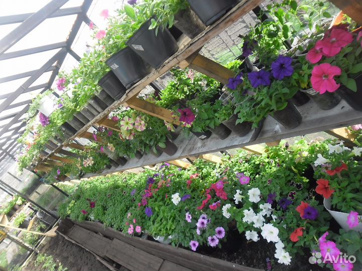 Рассада цветы, томаты, перцы, огурцы и др