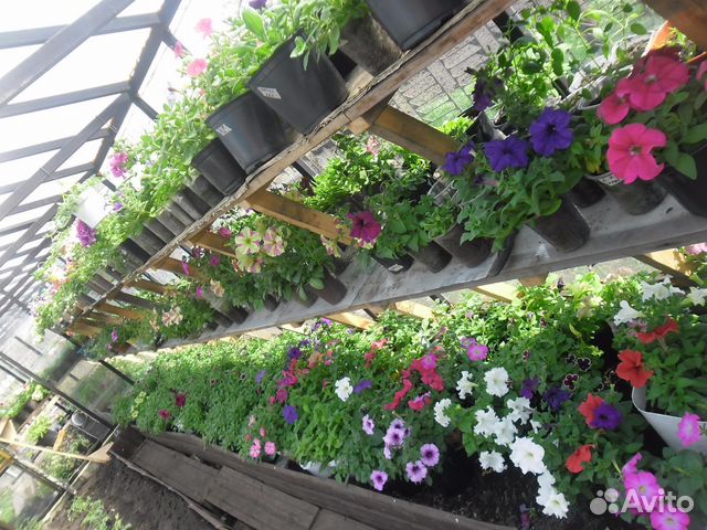 Рассада цветы, томаты, перцы, огурцы и др