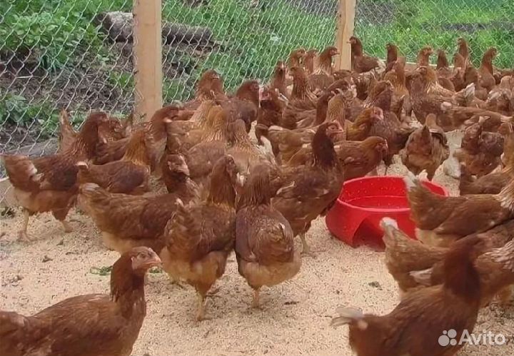 Куры молодки несушки с доставкой