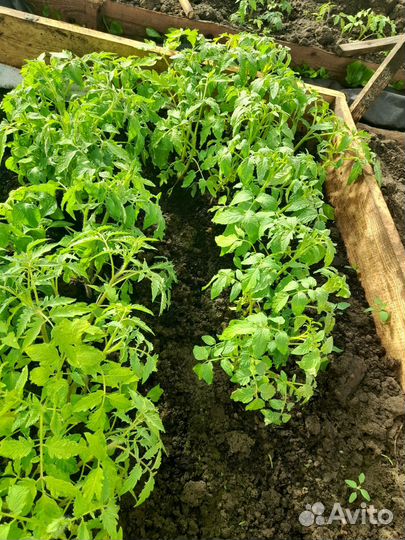 Рассада помидор