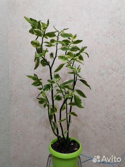 Педилантус