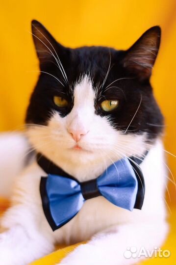 Кот Барон ищет свою семью