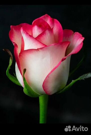 Кустовые розы