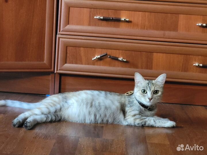 Отдам в добрые руки котят