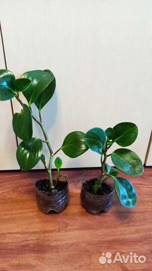 Пеперомия Толстянка Алоэ