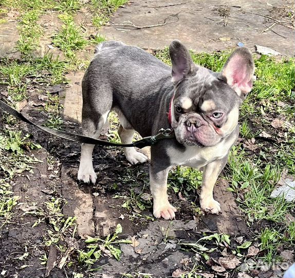 Лиловый кабель