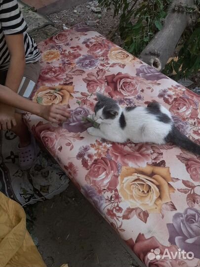 Котенок на улице в опасности