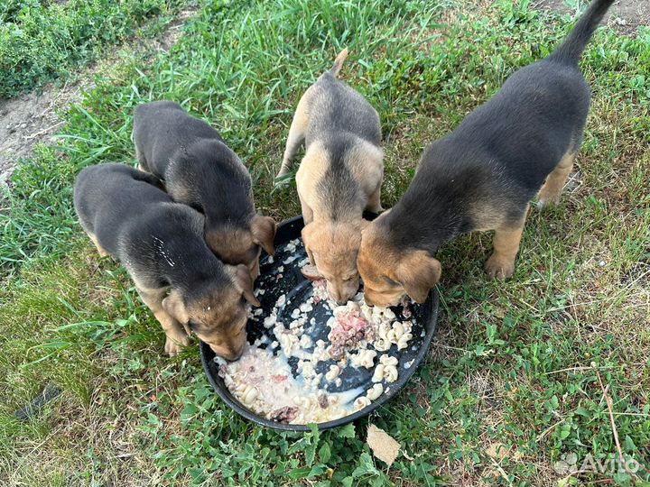 Щенки русской гончей