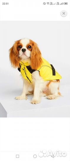 Одежда для собак и кошек новая
