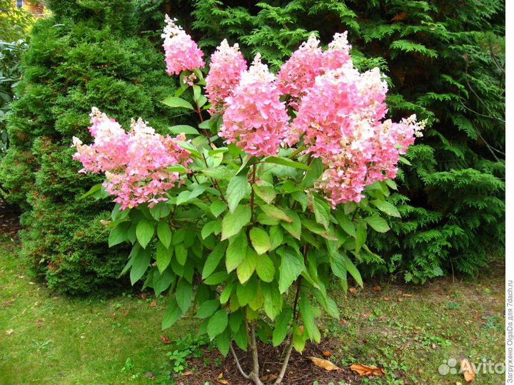 Гортензия Мэджикал Кэндл