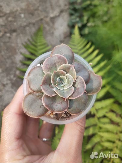 Суккуленты 1