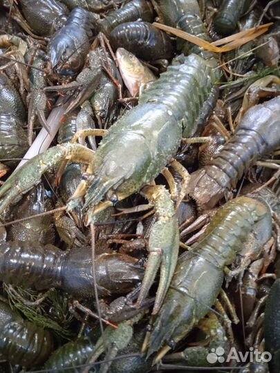 Раки живые